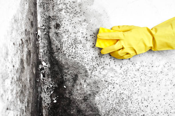 Trusted Wilkes Barre, PA Mold Removal Experts